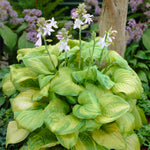 Hosta - Guacamole