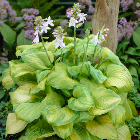 Hosta - Guacamole