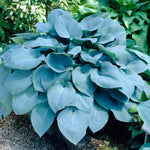 Hosta - Sieboldiana Elegans