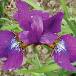 Iris Siberica - Claret Cup