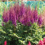 Astilbe - Top Choice Cake Mix