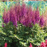 Astilbe - Top Choice Cake Mix