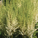 Astilbe - Top Choice Cake Mix