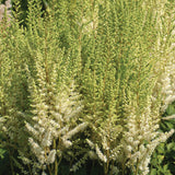 Astilbe - Top Choice Cake Mix
