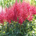Astilbe - Top Choice Cake Mix