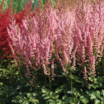 Astilbe - Top Choice Cake Mix