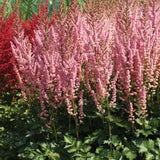 Astilbe - Top Choice Cake Mix