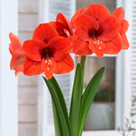 Amaryllis - Naranja®