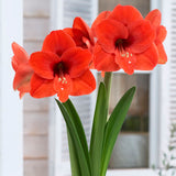 Amaryllis - Naranja®