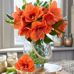 Amaryllis - Naranja®