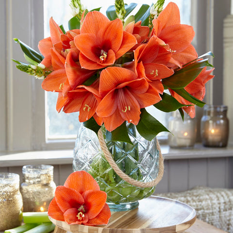 orange amaryllis flower