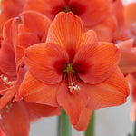 Amaryllis - Naranja®
