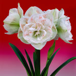 Amaryllis - Nymph
