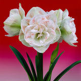 Amaryllis - Nymph
