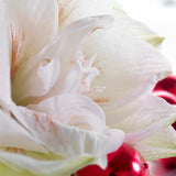 Amaryllis - Nymph