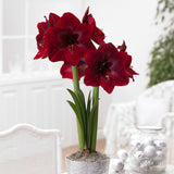 Amaryllis - Red Pearl - Mega Bulb - Limited Availability