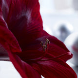 Amaryllis - Red Pearl - Mega Bulb - Limited Availability