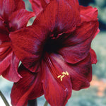 Amaryllis - Red Pearl - Mega Bulb - Limited Availability