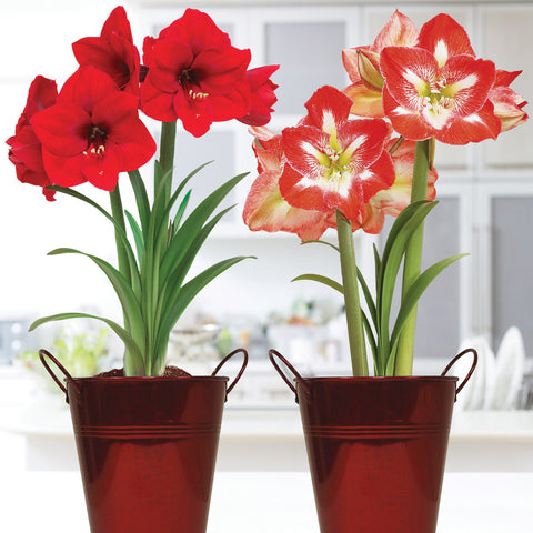 Amaryllis - Red Lion/Minerva - Duo Two Pack - Kit - with Artisan Decorative Planter