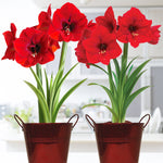 Amaryllis - Red Lion - Duo Two Pack - Kit - with Artisan Decorative Planter