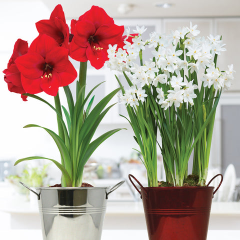 Amaryllis & Paperwhite - Duo Two Pack - Kit - with Artisan Decorative Planter