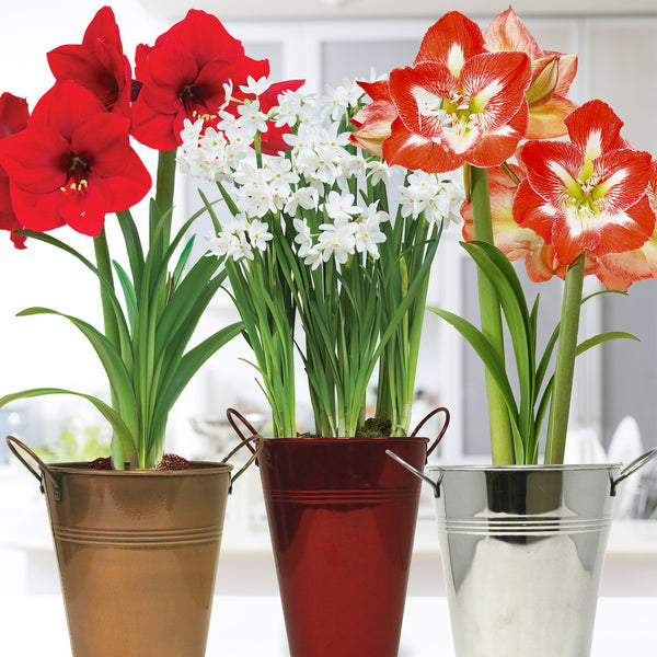 amaryllis künstlich depot Amaryllis & Paperwhite - Trio Three Pack - Kit