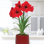 Amaryllis - Pre-Planted - Red Lion - Kit - with Red Cache Ceramic Planter