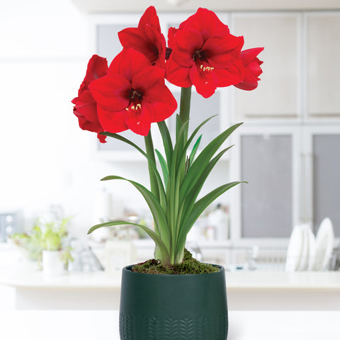 Amaryllis - Pre-Planted - Red Lion - Kit - with Green Cache Ceramic Planter