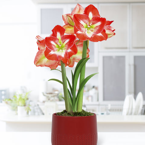 Amaryllis - Pre-Planted - Minerva - Kit - with Red Cache Ceramic Planter