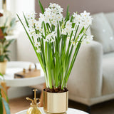 Narcissus - Paperwhite - Pre-Planted - Inbal - Kit - with Iron Brass Finish Bulb Pan Planter and Stand
