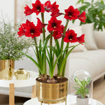 Amaryllis - Pre-Planted - Rapido - Kit - with Iron Brass Finish Bulb Pan Planter and Stand
