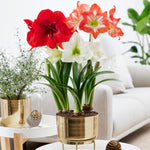 Amaryllis - Pre-Planted - Trio - Kit - with Iron Brass Finish Bulb Pan Planter and Stand