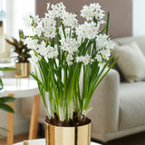 Narcissus - Paperwhite - Pre-Planted - Inbal - Kit - with Iron Brass Finish Magnum Bulb Planter and Stand