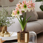 Amaryllis - Pre-Planted - Moon Scene - Kit - with Iron Brass Finish Magnum Bulb Planter and Stand