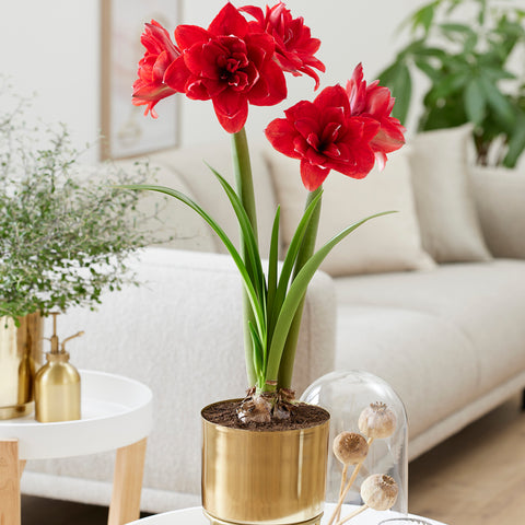 Amaryllis - Say It With Red Double Flowering - Kit - with Iron Brass Finish Magnum Bulb Planter and Stand