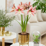 Amaryllis - Pre-Planted - Glee - Kit - with Iron Brass Finish Bulb Planter and Stand