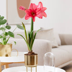 Amaryllis - Pre-Planted - Pink Flush - Kit - with Iron Brass Finish Bulb Planter and Stand