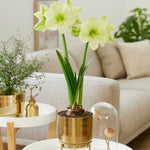 Amaryllis - Pre-Planted - Fantasy - Kit - with Iron Brass Finish Bulb Planter and Stand