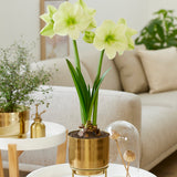 Amaryllis - Pre-Planted - Fantasy - Kit - with Iron Brass Finish Bulb Planter and Stand