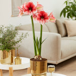 Amaryllis - Pre-Planted - Stardust - Kit - with Iron Brass Finish Bulb Planter and Stand