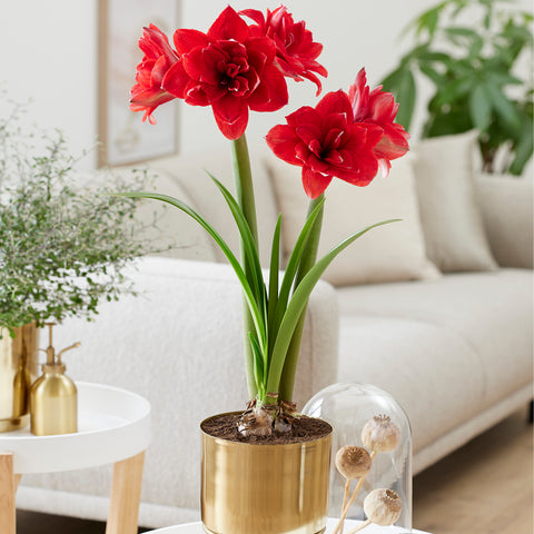 Amaryllis - Pre-Planted - Double Dragon - Kit - with Iron Brass Finish Bulb Planter and Stand