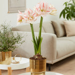 Amaryllis - Pre-Planted - Striped Amadeus - Kit - with Iron Brass Finish Bulb Planter and Stand