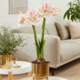 Amaryllis - Pre-Planted - Striped Amadeus - Kit - with Iron Brass Finish Bulb Planter and Stand