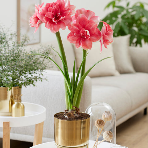 Amaryllis - Pre-Planted - Double Dream - Kit - with Iron Brass Finish Bulb Planter and Stand