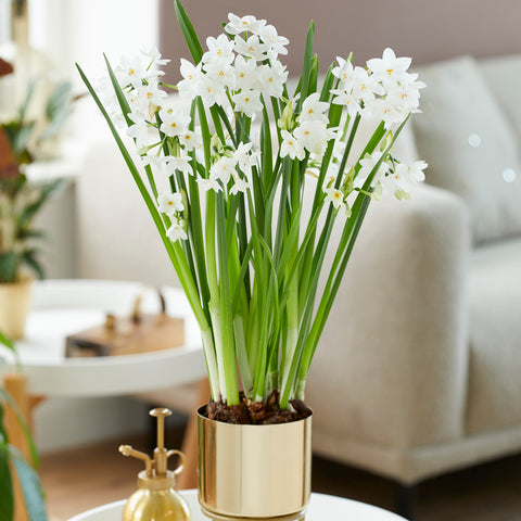 Narcissus - Paperwhite - Pre-Planted - Inbal - Kit - with Iron Brass Finish Bulb Planter and Stand