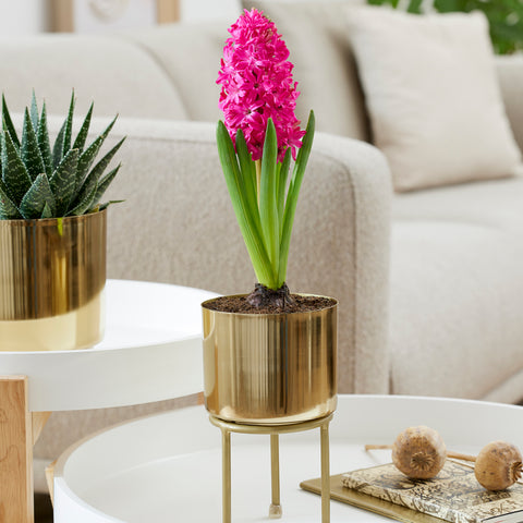 Hyacinth - Pre-Chilled Planted - Jan Bos - Kit - with Iron Brass Finish Bulb Planter and Stand