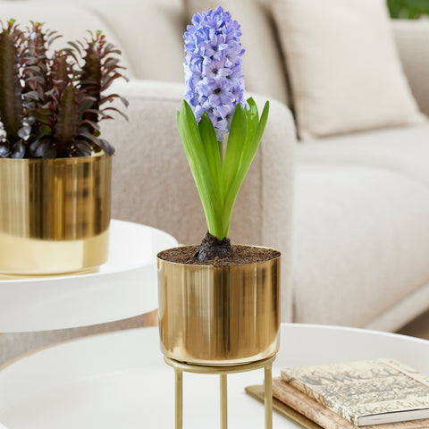 Hyacinth - Pre-Chilled Planted - Delft Blue - Kit - with Iron Brass Finish Bulb Planter and Stand