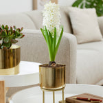 Hyacinth - Pre-Chilled Planted - Carnegie - Kit - with Iron Brass Finish Bulb Planter and Stand