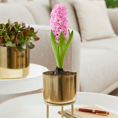 Hyacinth - Pre-Chilled Planted - Pink Pearl - Kit - with Iron Brass Finish Bulb Planter and Stand