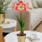 Amaryllis - Pre-Planted - Minerva - Kit - with Iron Brass Finish Bulb Planter and Stand